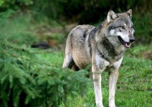 Ayudas ganaderos gallegos victimas lobo galicia